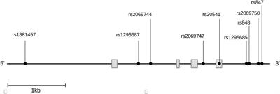 A fine mapping of single nucleotide variants and haplotype analysis of IL13 gene in patients with Leishmania guyanensis-cutaneous leishmaniasis and plasma cytokines IL-4, IL-5, and IL-13